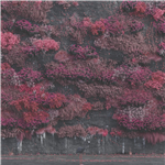 Carátula de: Even in Arcadia