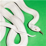 Carátula de: Private music