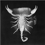 Carátula de: Scorpio