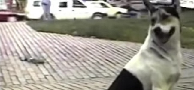 Videoclip: El pobre